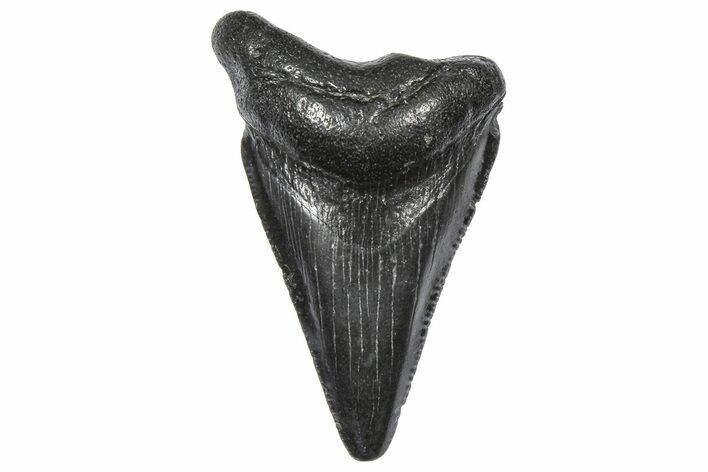 Serrated, Juvenile Megalodon Tooth - South Carolina #360929